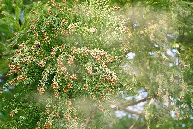 花粉症 アレルギー検査 板橋区成増の内科 漢方内科 まえだファミリークリニック